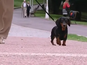 Los perros podrán pasear sueltos pero con vigilancia Los perros podrán pasear sueltos pero con vigilancia