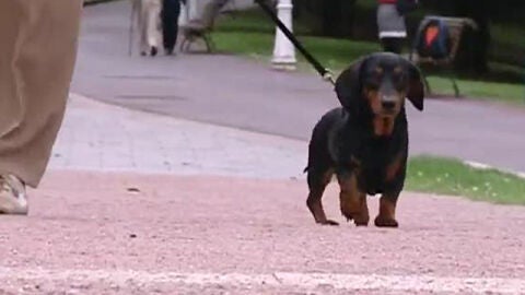 Los perros podr&aacute;n pasear sueltos pero con vigilancia
