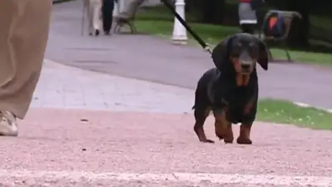 Los perros podrán pasear sueltos pero con vigilancia Los perros podrán pasear sueltos pero con vigilancia