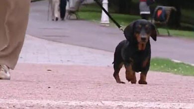 Los perros podrán pasear sueltos en Bilbao en horas de poca afluencia de gente 