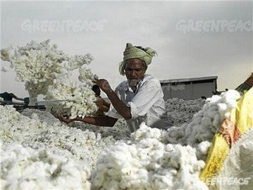 Algodón en la India