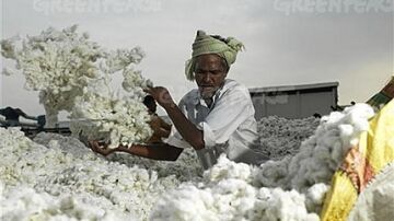 Algodón en la India
