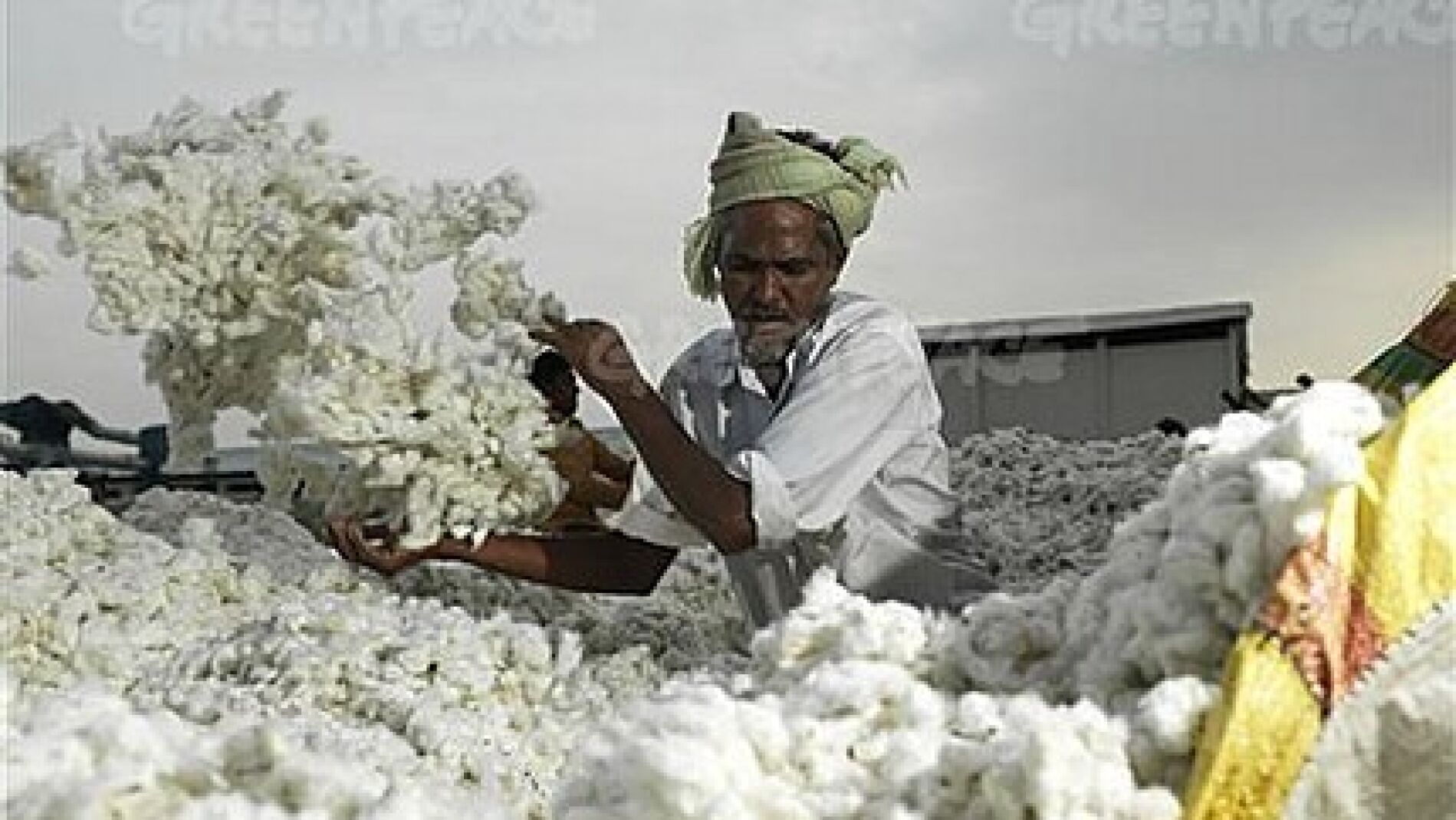 Algod&oacute;n en la India