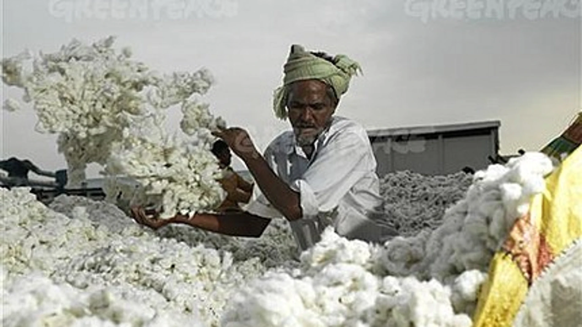 Algodón en la India Algodón en la India