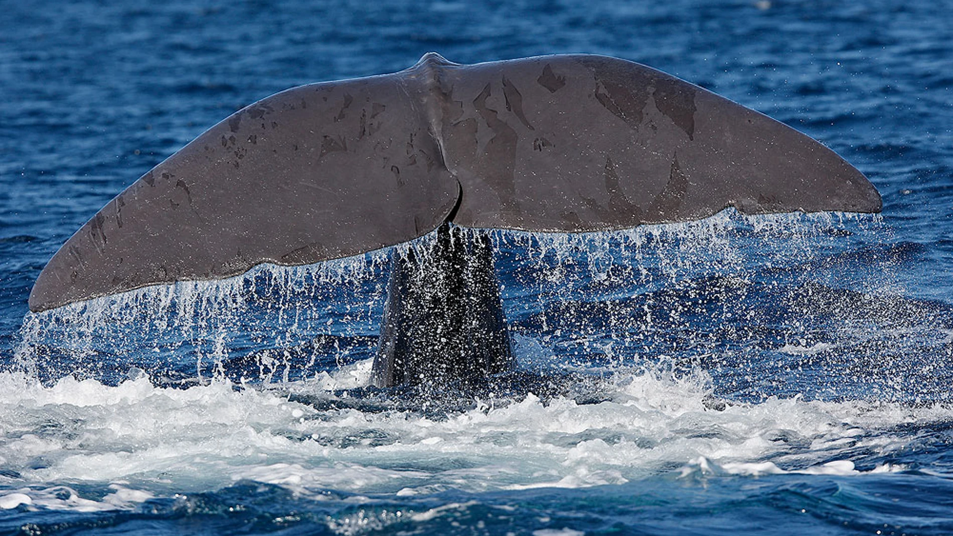 Excrementos de cachalote, contra la contaminación Excrementos de cachalote, contra la contaminación