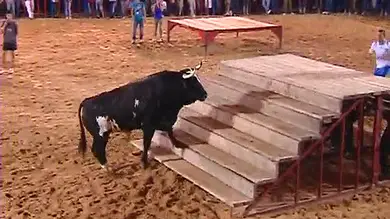 Ratón, el toro legendario, sigue llenando plazas Ratón, el toro legendario, sigue llenando plazas