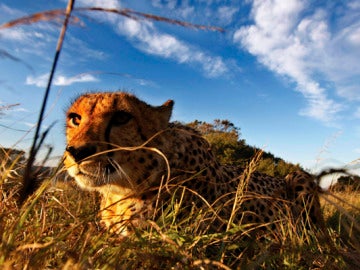 Un guepardo se camufla entre la hierba