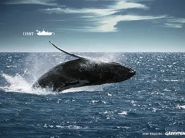 Caza de ballenas Caza de ballenas