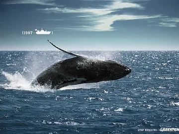 Caza de ballenas Caza de ballenas