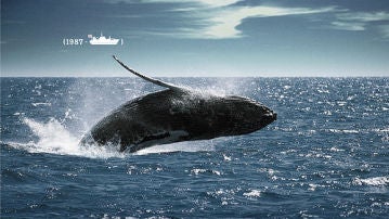 Caza de ballenas