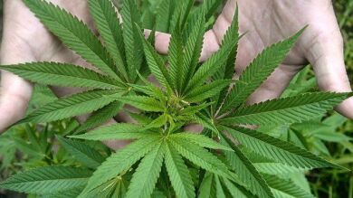 El Gobierno de Patxi López abre la vía a la legalización del cannabis