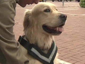 Seguridad para viajar con mascotas