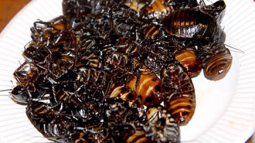 Los insectos tienen alto contenido en nutrientes aunque en algunas culturas causen rechazo