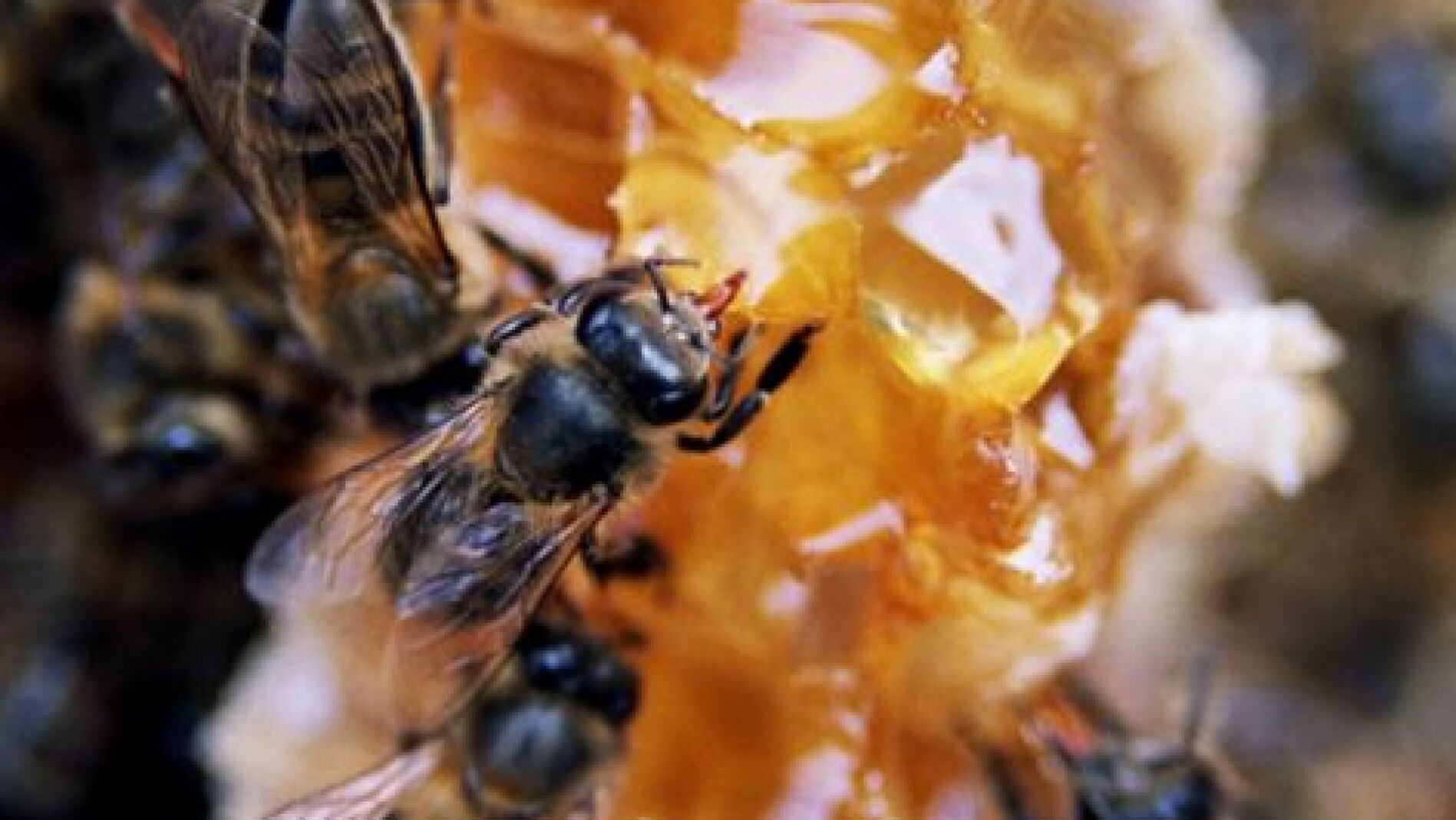 Las abejas est&aacute;n en extinci&oacute;n