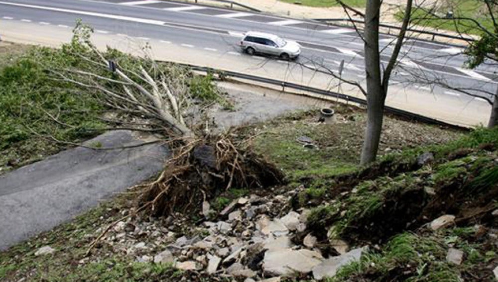 Árbol arrastrado por una riada