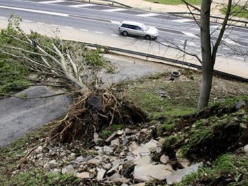 Árbol arrastrado por una riada