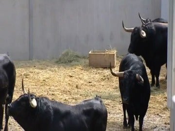 Los toros en los Corrales del Gas