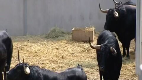 Los toros en los Corrales del Gas