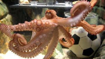 El pulpo Paul, en su acuario