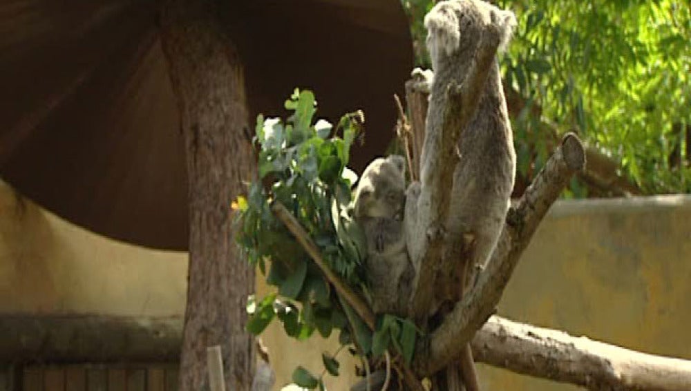 Eyepet, el nuevo koala de Madrid
