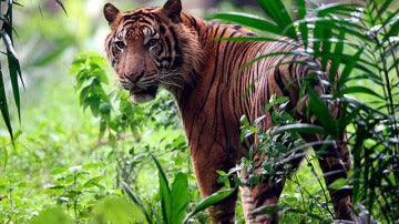 Imagen de archivo de un tigre