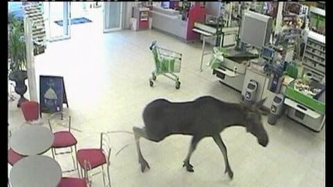 Un alce se pasea a sus anchas por un supermercado en Noruega