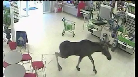 Un alce se pasea a sus anchas por un supermercado en Noruega Un alce se pasea a sus anchas por un supermercado en Noruega