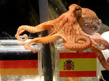 El Pulpo Paul predice la victoria de España frente a Alemania en la semifinal del Mundial El Pulpo Paul predice la victoria de España frente a Alemania en la semifinal del Mundial