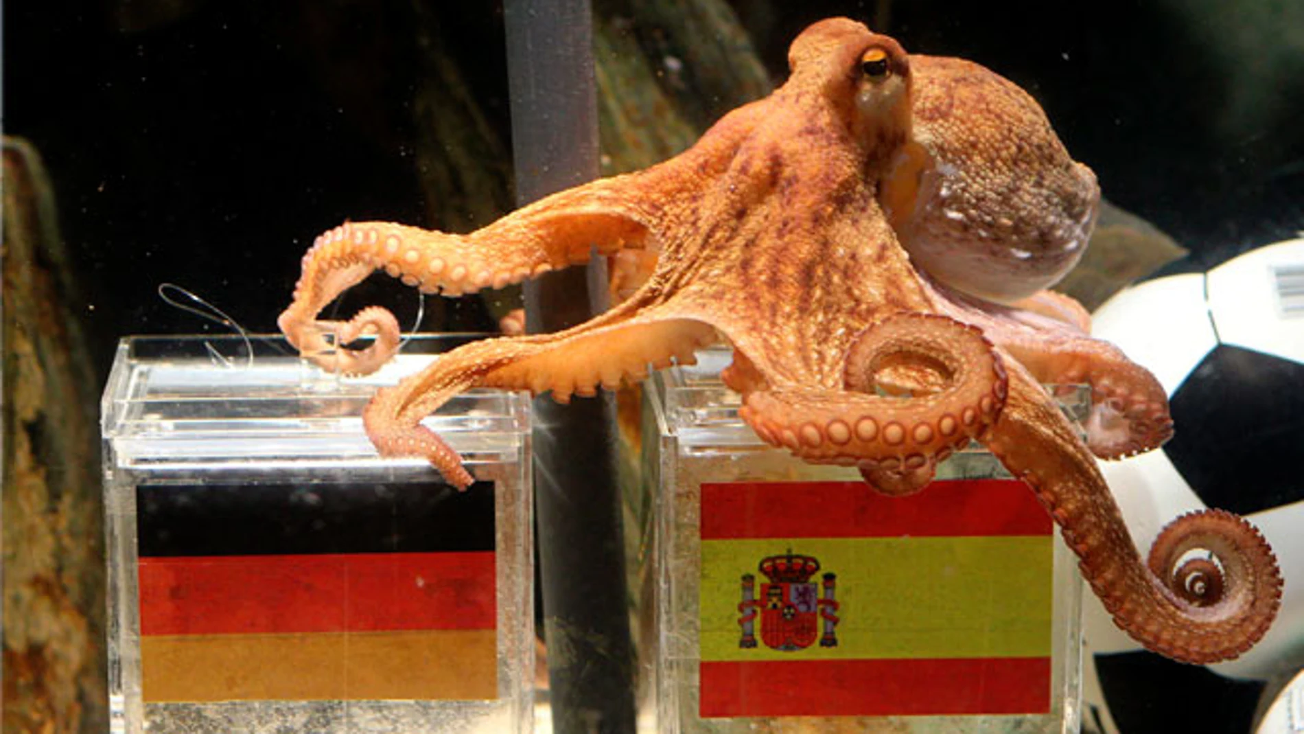 El Pulpo Paul predice la victoria de España frente a Alemania en la semifinal del Mundial El Pulpo Paul predice la victoria de España frente a Alemania en la semifinal del Mundial