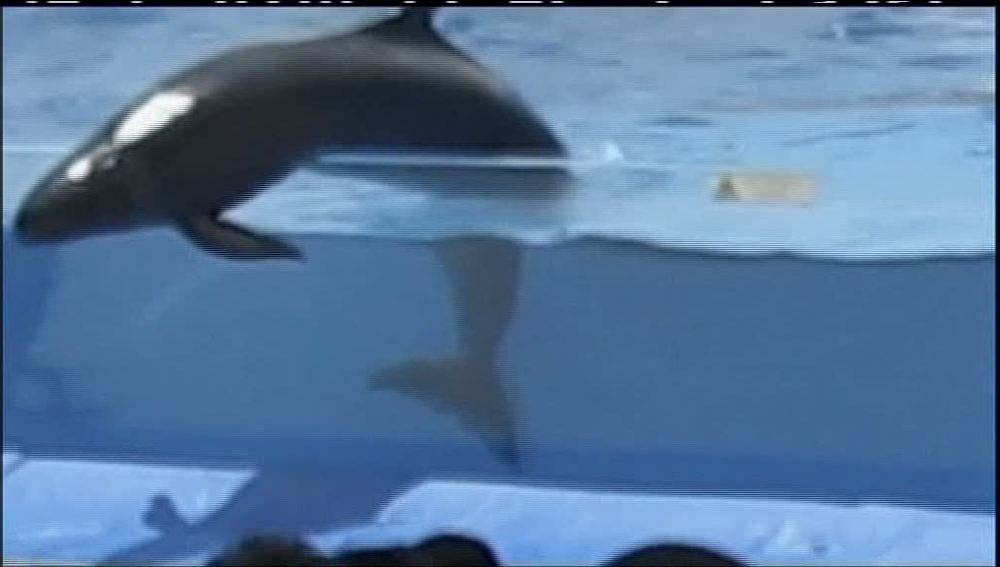 Delfín sale de la piscina