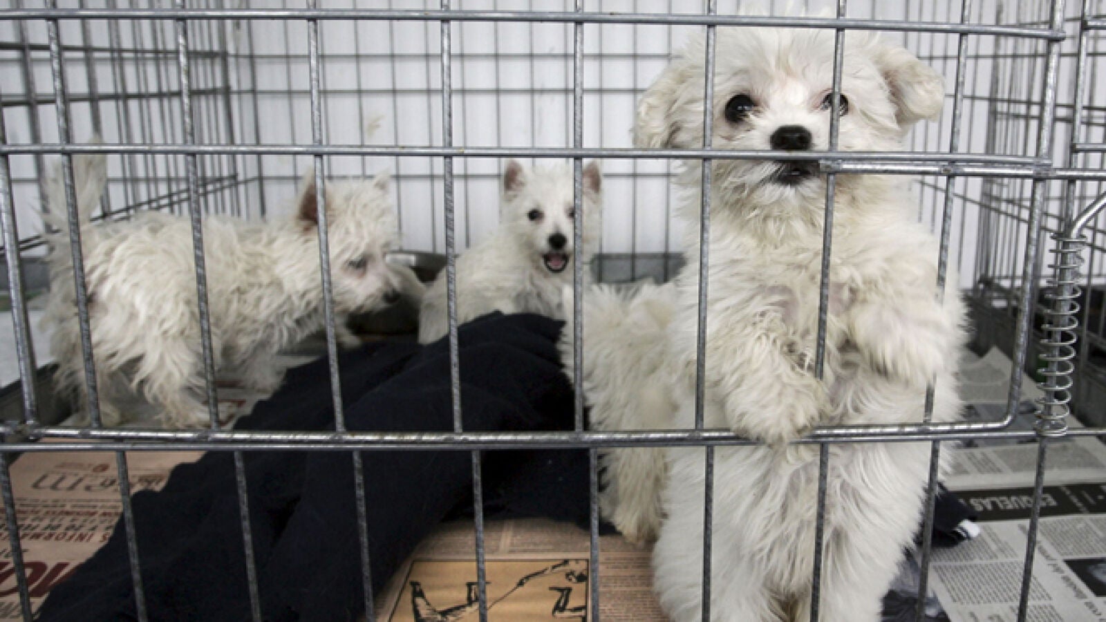 Cierran en Barcelona dos establecimientos de venta de animales e intervienen 90 cachorros 