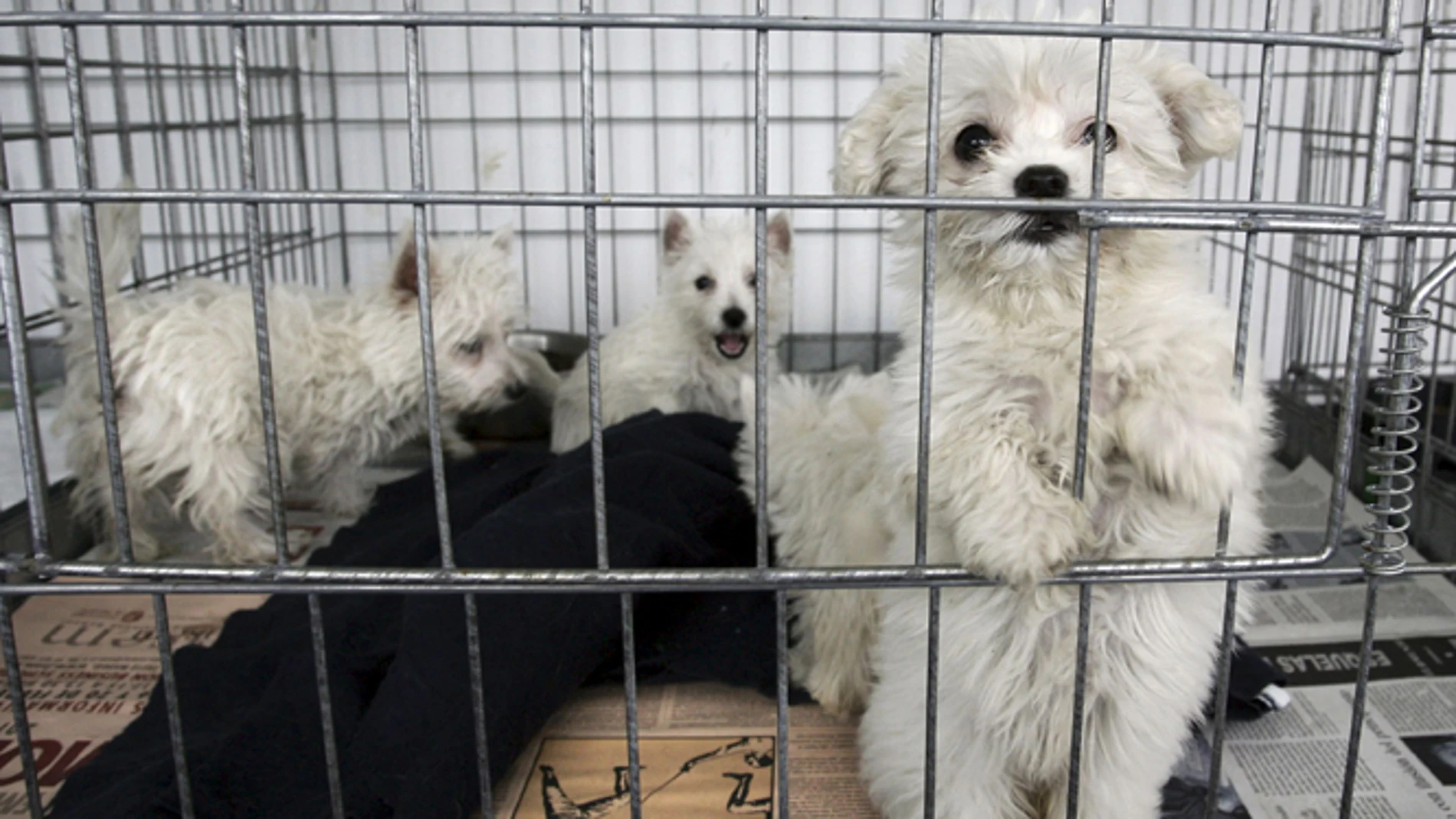 Cachorros a la venta Cachorros a la venta