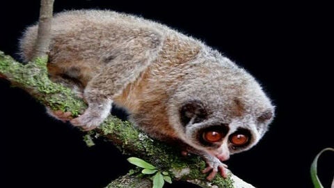 Fotograf&iacute;a del ejemplar de loris