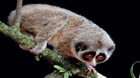 Fotografía del ejemplar de loris Fotografía del ejemplar de loris