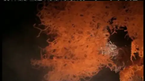 Descubren coral en el mar de Alborán Descubren coral en el mar de Alborán