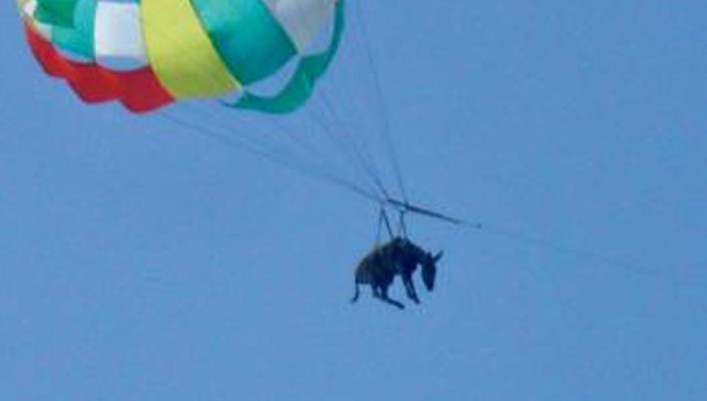 Burro volando con paracaídas