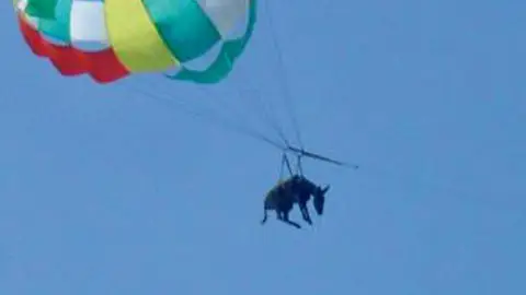 Burro volando con paracaídas Burro volando con paracaídas
