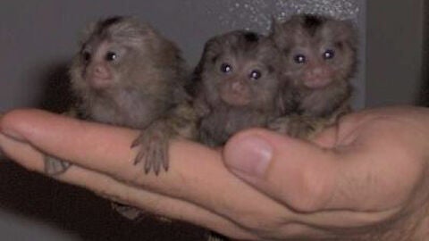 Tres monos tit&iacute;s reci&eacute;n nacidos