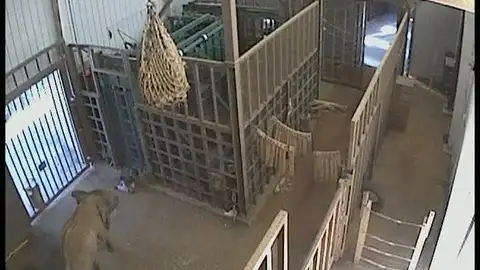 Un elefante ataca a su cuidador Un elefante ataca a su cuidador