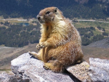 Marmota de las Montañas Rocosas