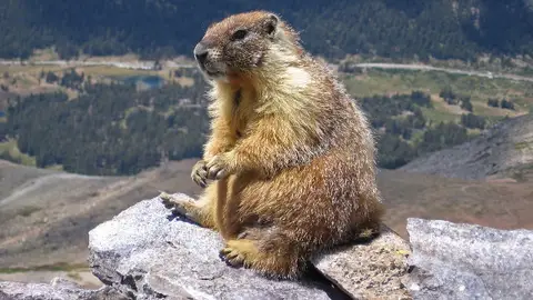 Marmota de las Montañas Rocosas Marmota de las Montañas Rocosas