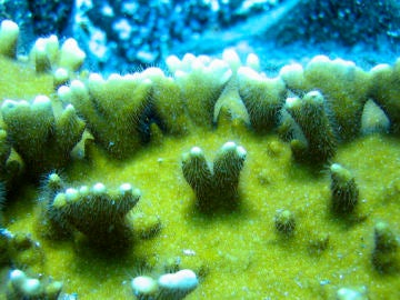 Coral hallado en aguas de Tenerife