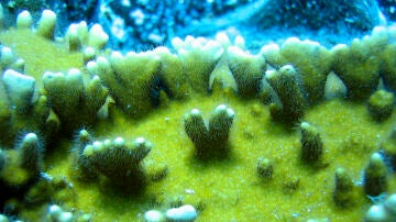 Coral hallado en aguas de Tenerife