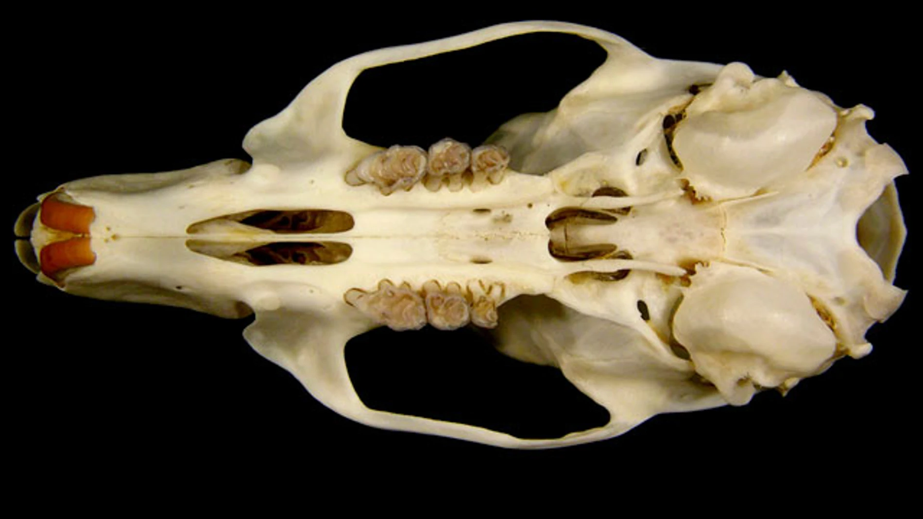 Restos de la rata gigante Restos de la rata gigante