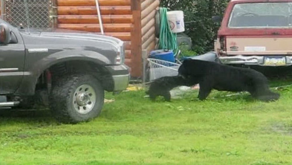 Rescate de un oso en Alaska