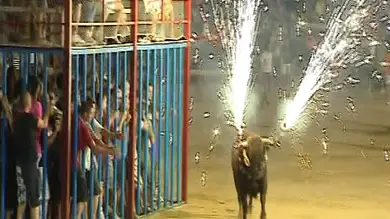 El toro en las fiestas populares El toro en las fiestas populares