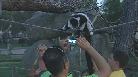 Un hombre fotografía de cerca a un lemur Un hombre fotografía de cerca a un lemur
