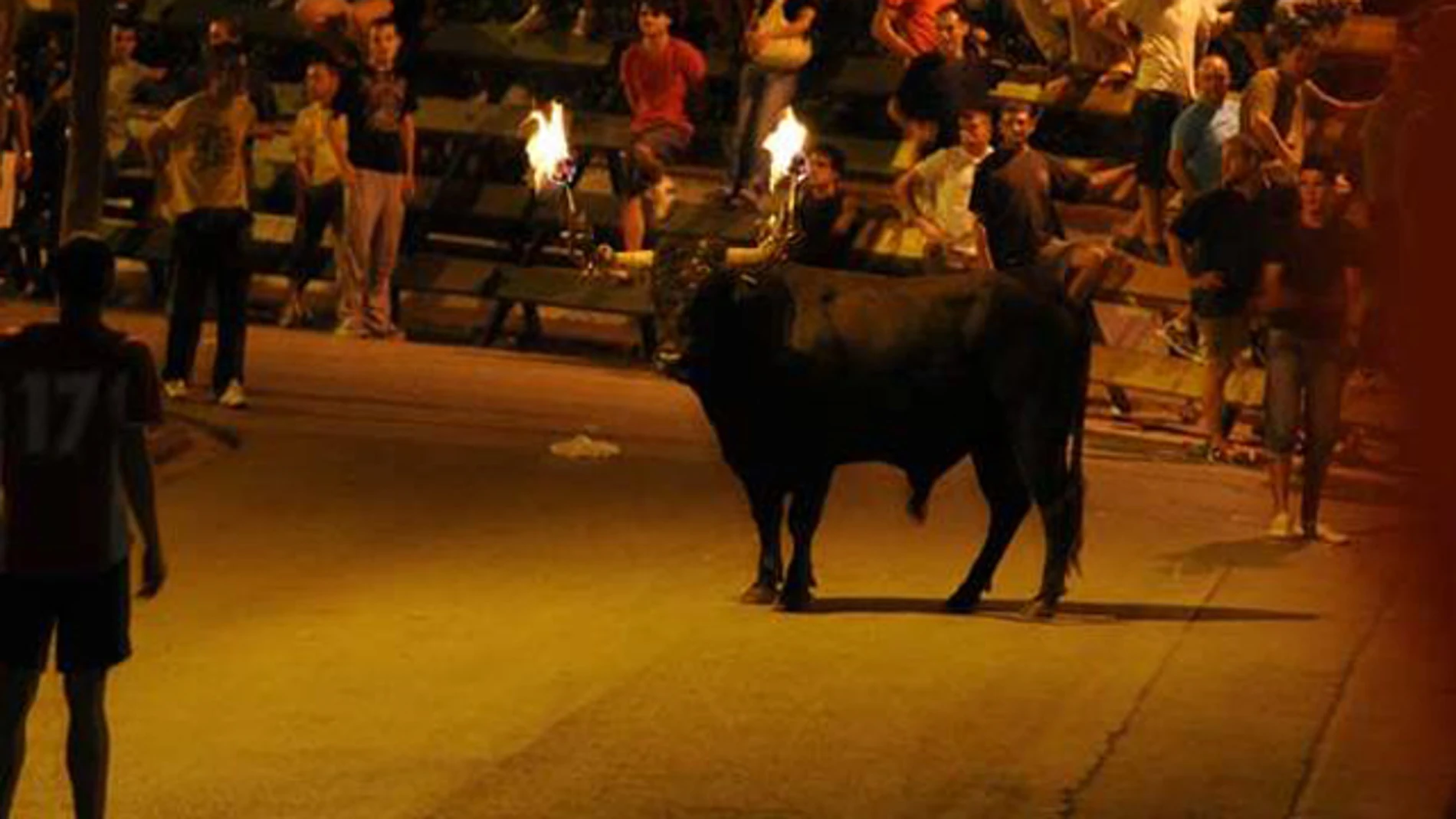 Imagen de archivo de un toro embolado Imagen de archivo de un toro embolado