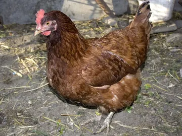 Foto de archivo de una gallina Foto de archivo de una gallina