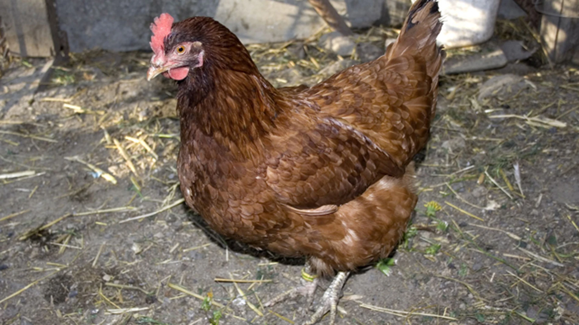 Foto de archivo de una gallina Foto de archivo de una gallina